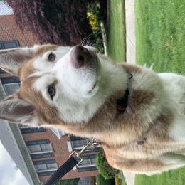 Zoë-Alice - Siberian Husky