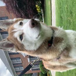 Zoë-Alice - Siberian Husky