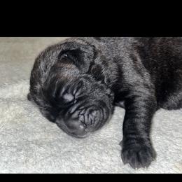 Boy 2 - Black brindle male Cane Corso puppy in Douglasville, Georgia from Palazzo Cane Corso