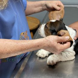 Basset Hound Puppies from 5th Day Farm