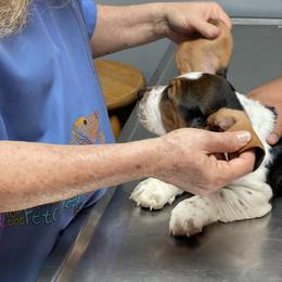 Basset Hound Puppies from 5th Day Farm