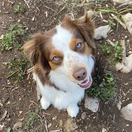 Aspen - Miniature Australian Shepherd