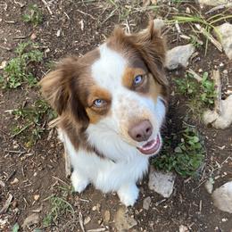 Aspen - Miniature Australian Shepherd
