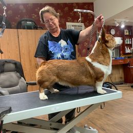 Sonja - Cardigan Welsh Corgi