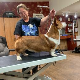 Sonja - Cardigan Welsh Corgi