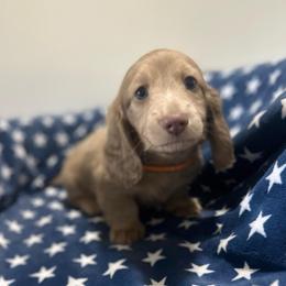 Ace - Fawn (isabella) and cream male Dachshund puppy in Kissimmee, Florida from Dazzling Frenchies and Doxies