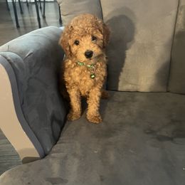 Poodle Puppies from Polina Walker's Poodles