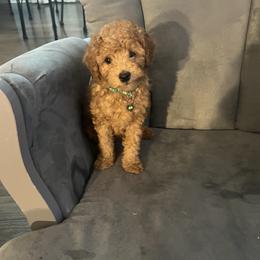 Poodle Puppies from Polina Walker's Poodles