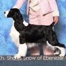 English Springer Spaniel All Grown Up from Ebenezer Valley ESS