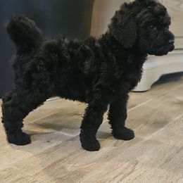 Casie - Black female Goldendoodle puppy in Kansas City, Missouri from Poppy's Doodles