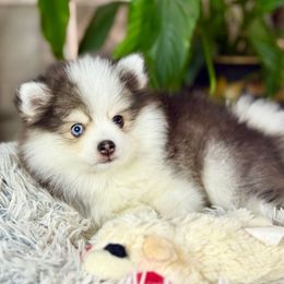 Chevy - Tri-color male Pomsky puppy in Spokane Valley, Washington from Northern Blue Pomskies