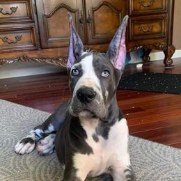 Great Dane Puppies from F&B Kennels