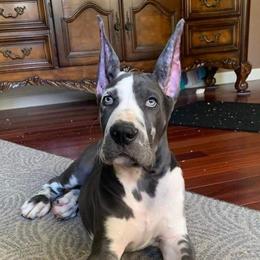 Great Dane Puppies from F&B Kennels
