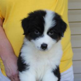 Gordon - Black tri-color male Australian Shepherd puppy in Hammond, Louisiana from Gold Ring Australian Shepherds