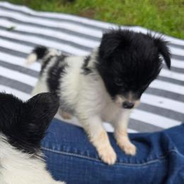 APOLLO - White and black male Papillon puppy in Hollister, Missouri from Swan Creek Kennel