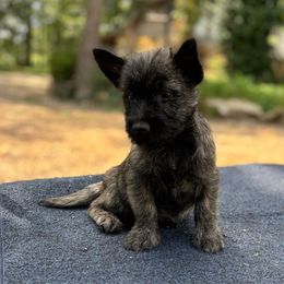 Hannah - Brindle female Cairn Terrier puppy in Mountain Grove, Missouri from CreekTop
