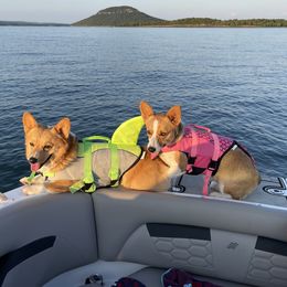 Dilly - Pembroke Welsh Corgi