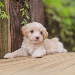 Surprise - Apricot male Aussiedoodle puppy in Centreville, Mississippi from Trin's Designer Doodles