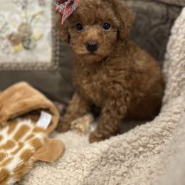 Cavapoo, Cockapoo, and Poodle Puppies from Heavenly Puppies to Love
