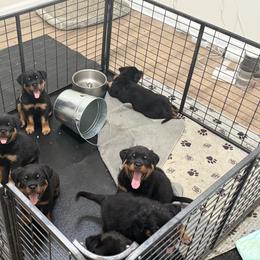 Rottweiler Puppies from Vom Haus Fantasy Rottweiler Kennel