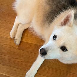 Pomskies from Poppy Lane Pomskies