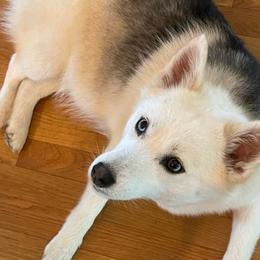 Pomskies from Poppy Lane Pomskies
