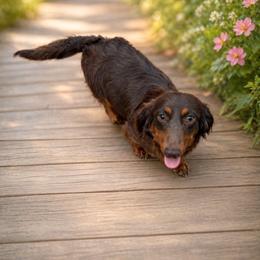 Mabel - Dachshund