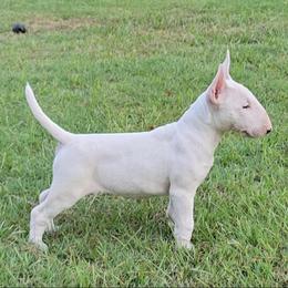 Bull Terriers from Glentom Bull Terriers