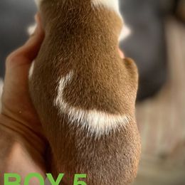 Staffordshire Bull Terrier Puppies from 1LoveStaffies-Hawaii