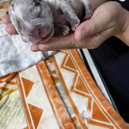 French Bulldog and Pembroke Welsh Corgi Puppies from The Grooming Barn LLC/ Wet Dog Ranch