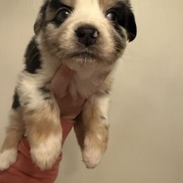 Pink - Blue merle female Australian Shepherd puppy in Oneida, Tennessee from Miller's Legacy Natural Australian Shepherds - Full Tails & Dewclaws!
