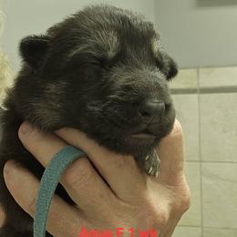 Girl 3 - female German Shepherd puppy in Rome, Georgia from Patriot Shepherds