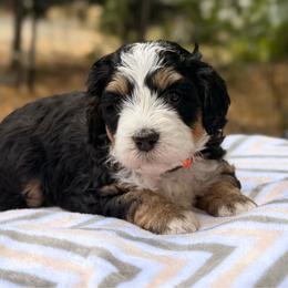 May - Tri-color female Bernedoodle puppy in Sandy, Oregon from MC Doodles
