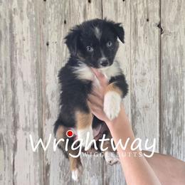 Trinity - Black tri female Miniature Australian Shepherd puppy in Dowagiac, Michigan from Wrightway Wigglebutts