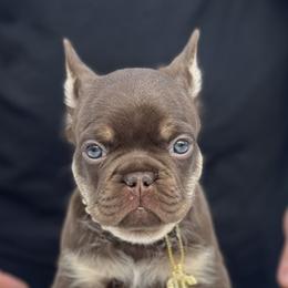 Monaco - Tricolors male French Bulldog puppy in Louisville, Kentucky from Fluffy Frenchie Cartel