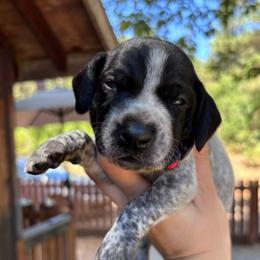 Cayenne- red collar - Black roan male German Shorthaired Pointer puppy in Mokelumne Hill, California from Underhill GSP