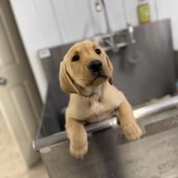 Labrador Retriever Puppies from Wheatland Retrievers