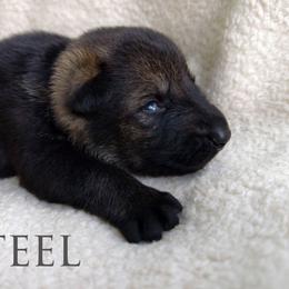 Steel - Sable male German Shepherd puppy in Southern Maryland, Maryland from Reddington Shepherds