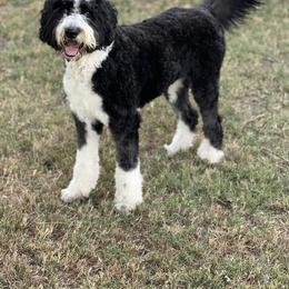 Aussiedoodle, Bernedoodle, and Poodle All Grown Up from Miller's Doodles