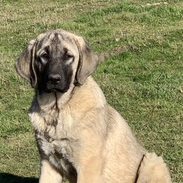 Anatolian Shepherd Dogs from Shepherds Rest Anatolians