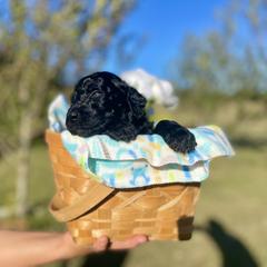 Labradoodle and Poodle Puppies from PawfectBud
