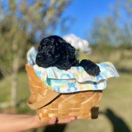 Labradoodle and Poodle Puppies from PawfectBud