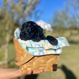 Labradoodle and Poodle Puppies from PawfectBud