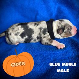 Boy 4 - Blue merle male Australian Shepherd puppy in Brookfield Township, Ohio from AussieLand Shepherds