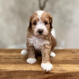 Sprinkle girl - Apricot female Goldendoodle puppy in Rio Linda, California from Plush Doodles