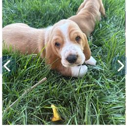 Boy 1 - Lemon and white male Basset Hound puppy in Panhandle, Texas from TNT Bassets