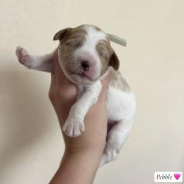 Pebble - Parti female Goldendoodle puppy in Crothersville, Indiana from Wischmeier’s Doodles