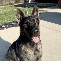 German Shepherd All Grown Up from Von Bairdhaus