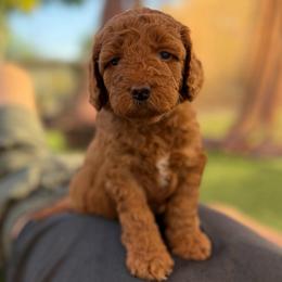 Tinkerbell - Red  female Goldendoodle puppy in San Jose, California from Red White and Doodle