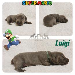 LUIGI - Blue male Weimaraner puppy in Ferrum, Virginia from LAAT Weims